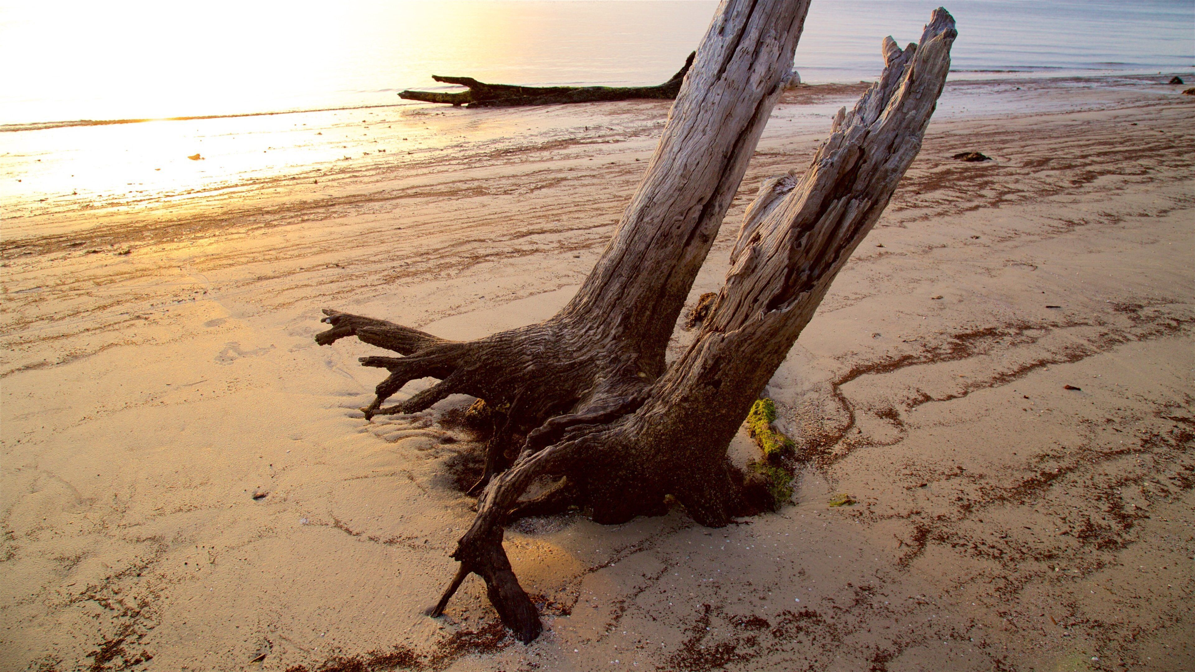 Driftwood Beach which includes a sandy beach, a sunset and general coastal views