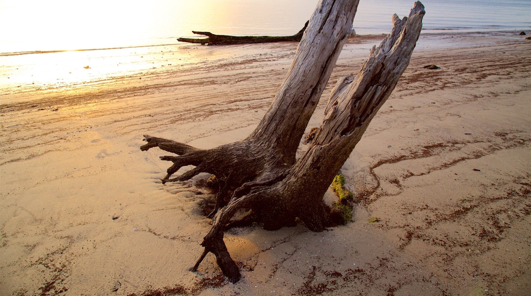 Driftwood Beach which includes a sandy beach, a sunset and general coastal views