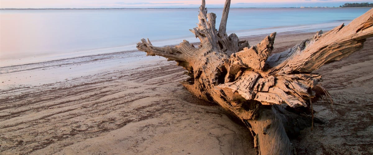 A weathered tree trunk on a sandy beach with a calm sea in the background.
