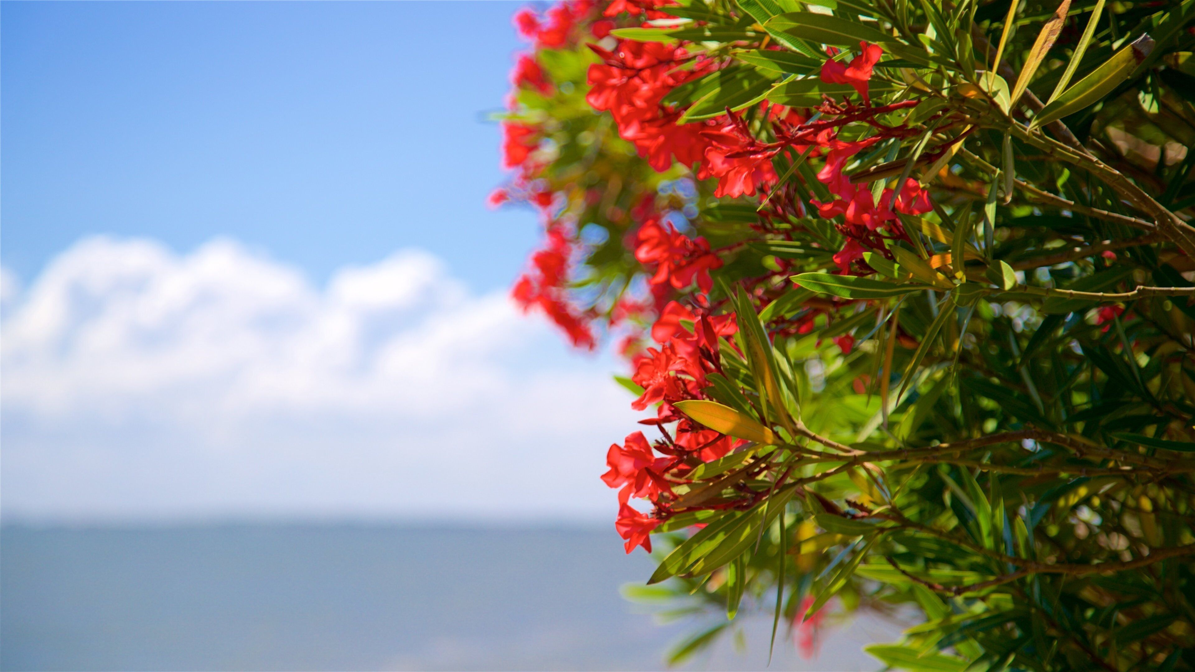 Saint Simons Island Pier showing wildflowers