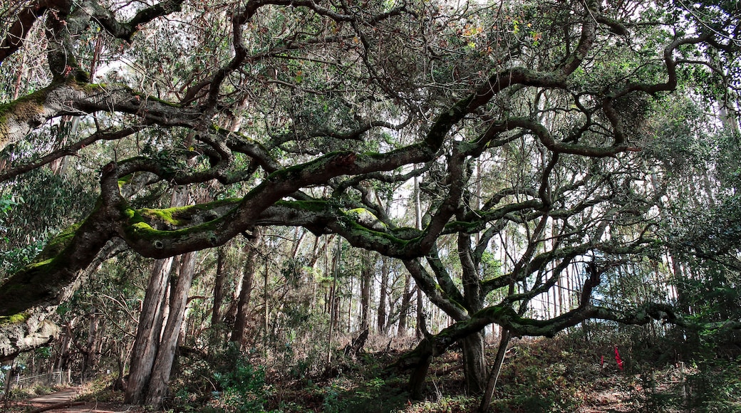 Spanish Moss Trail