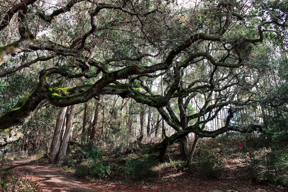 A forest path with twisted tree branches and dense foliage.