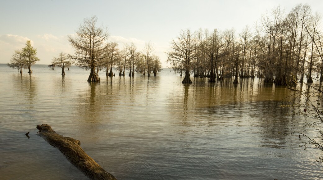 Bald cypress trees with very young needles stand at the edge of Lake Marion in the Santee National Wildlife Refuge in Summerton, South Carolina.; Shutterstock ID 620988272; Purchase Order: -