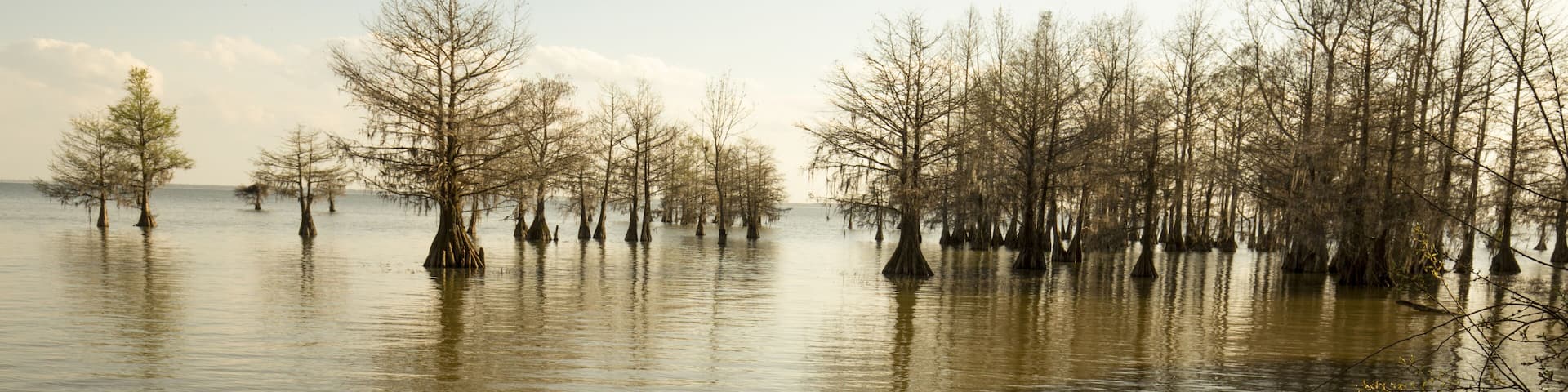 Bald cypress trees with very young needles stand at the edge of Lake Marion in the Santee National Wildlife Refuge in Summerton, South Carolina.; Shutterstock ID 620988272; Purchase Order: -