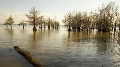 Bald cypress trees with very young needles stand at the edge of Lake Marion in the Santee National Wildlife Refuge in Summerton, South Carolina.; Shutterstock ID 620988272; Purchase Order: -