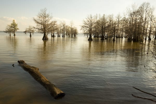 Bald cypress trees with very young needles stand at the edge of Lake Marion in the Santee National Wildlife Refuge in Summerton, South Carolina.; Shutterstock ID 620988272; Purchase Order: -