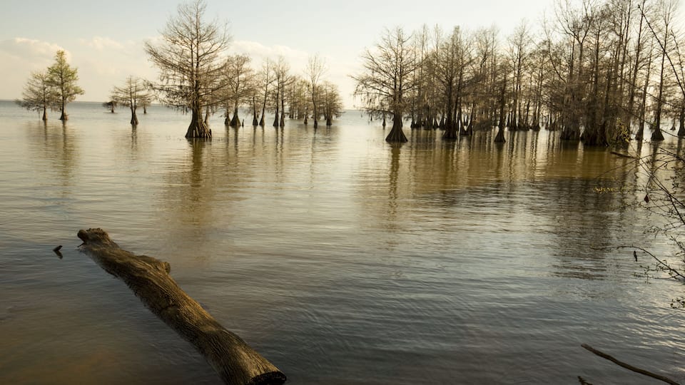 Bald cypress trees with very young needles stand at the edge of Lake Marion in the Santee National Wildlife Refuge in Summerton, South Carolina.; Shutterstock ID 620988272; Purchase Order: -