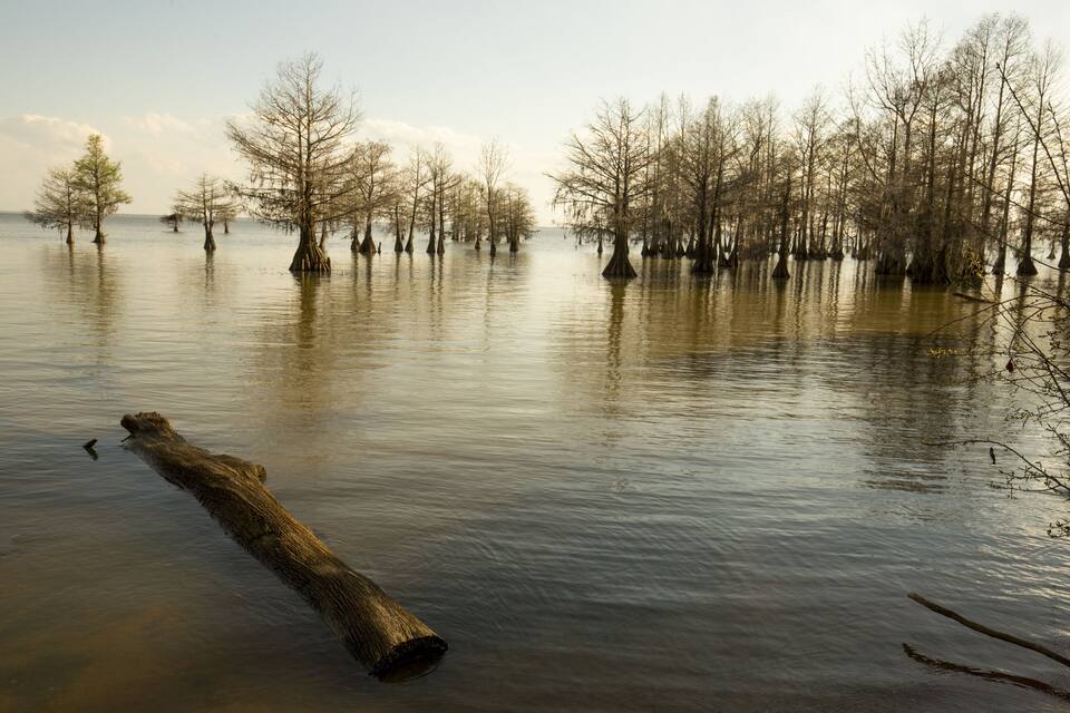 A flooded area with trees standing in water.
