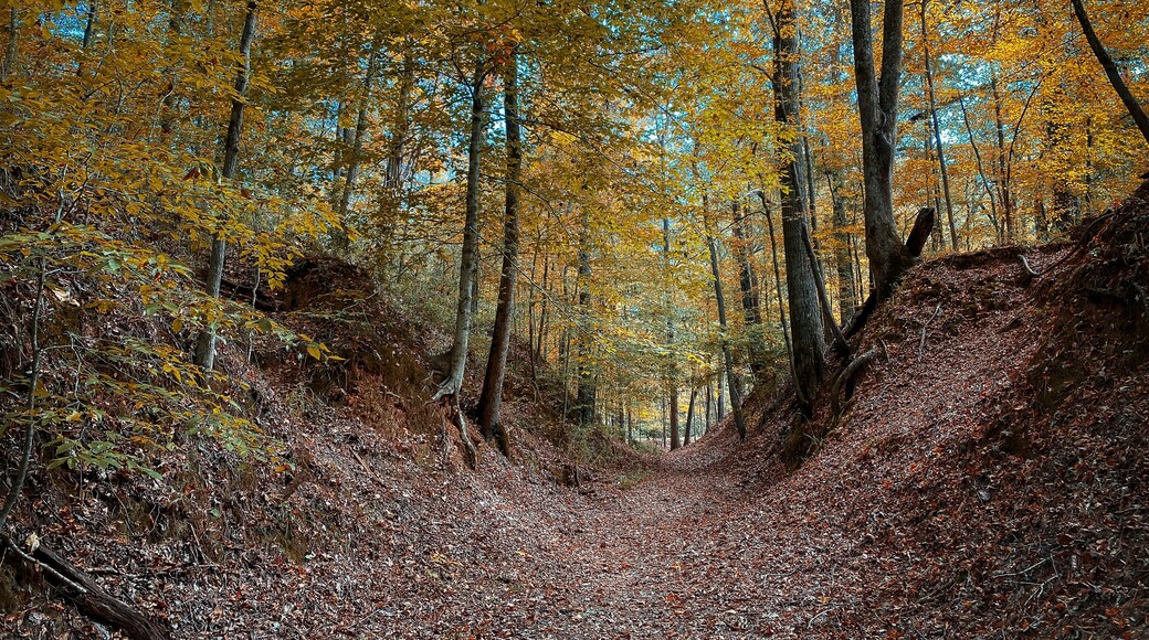 Chickasaw State Park