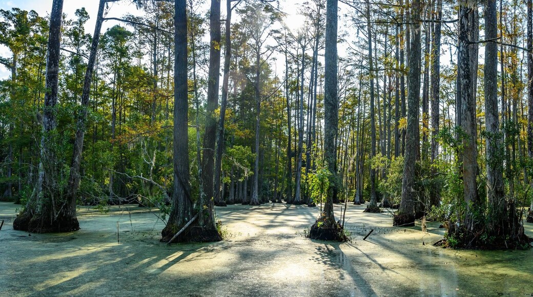 柏樹林自然公園