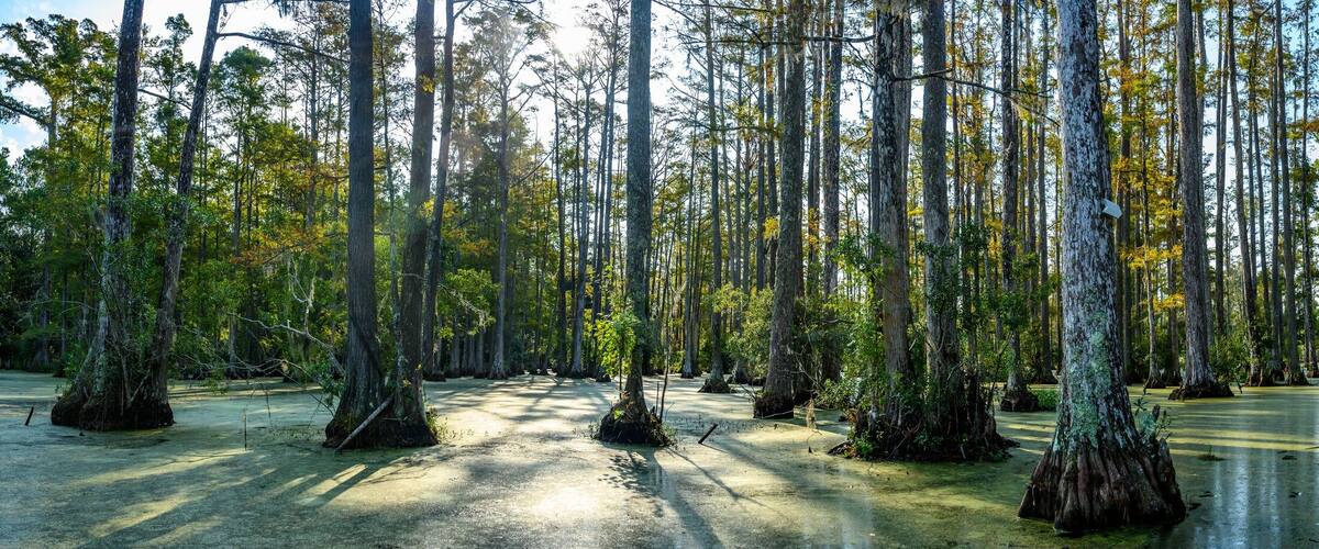 panoramic photo of bald cypress swamp