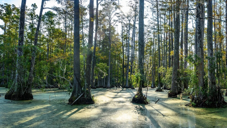 ไซเปรส โกรฟ เนเจอร์ พาร์ค