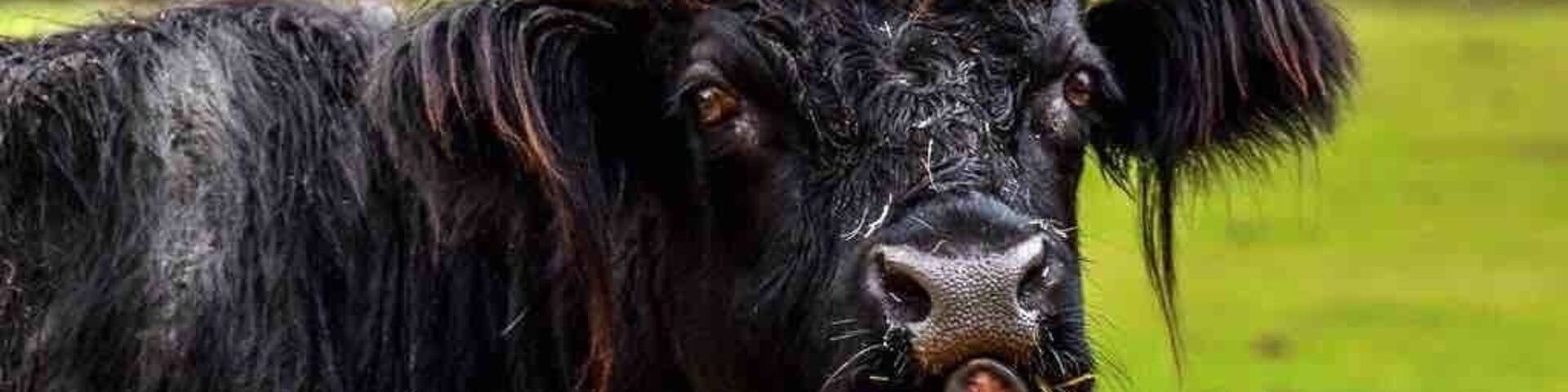 Small drive through animal “safari” - worth the detour if you’re in the area.