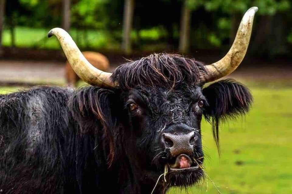 A black yak with large curved horns standing in a grassy area.