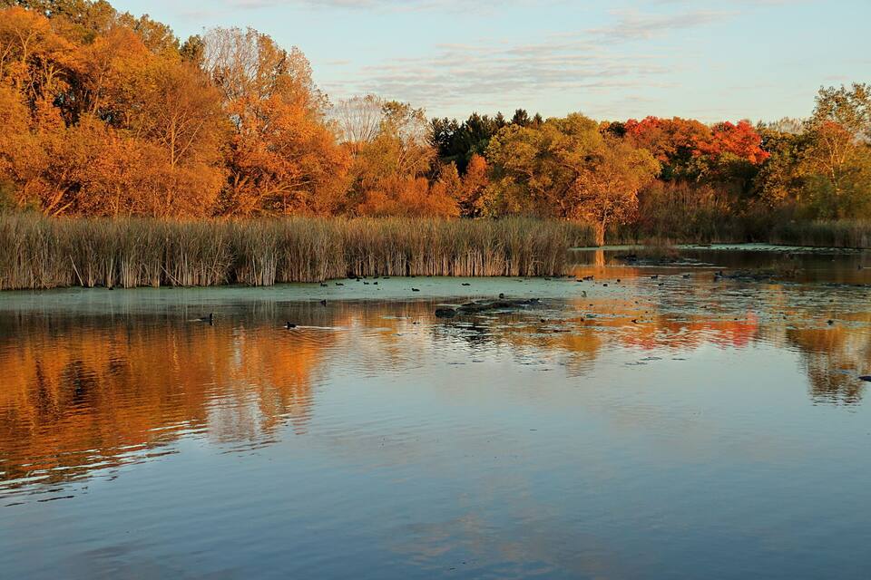 A calm lake with reflections of autumn trees and a dense reed bed along the shore.
