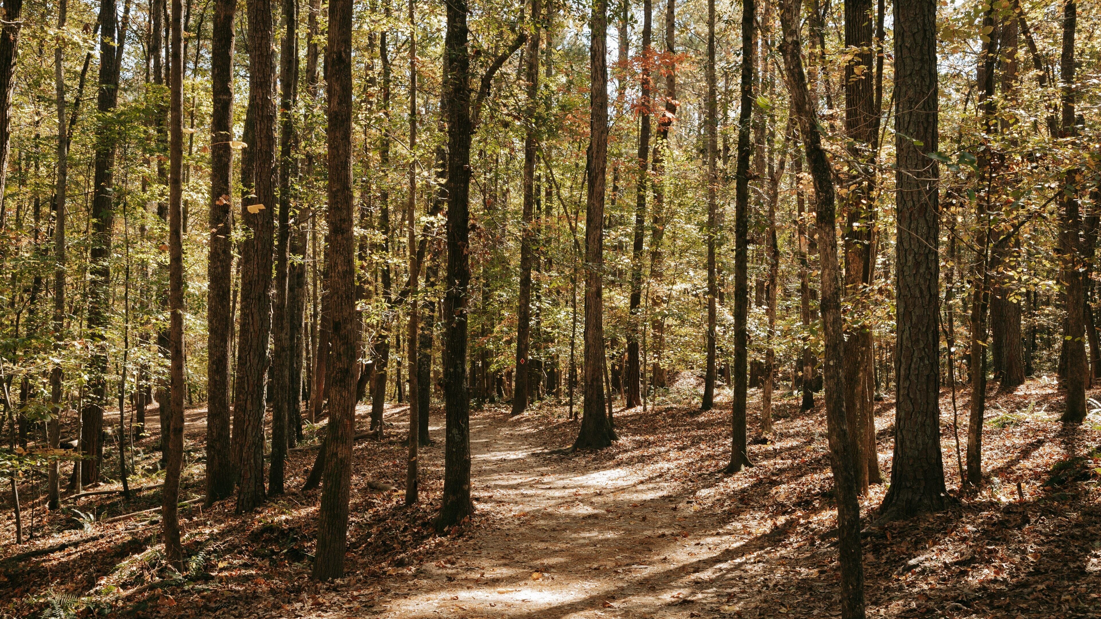 Sweetwater Creek State Park which includes forest scenes and a park