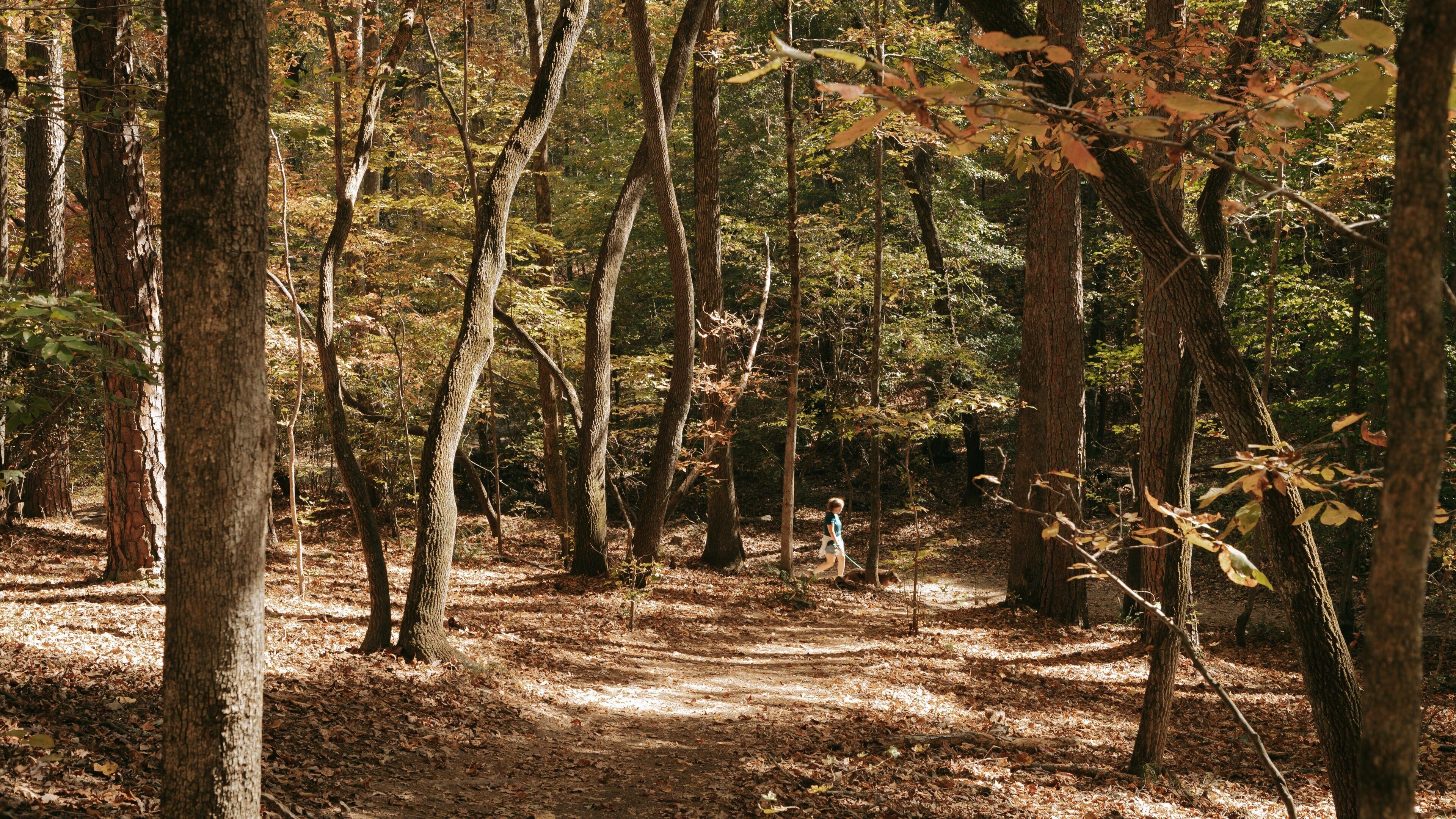 Sweetwater Creek State Park showing autumn leaves and a garden