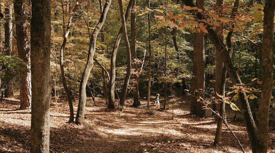 Sweetwater Creek State Park showing autumn leaves and a garden