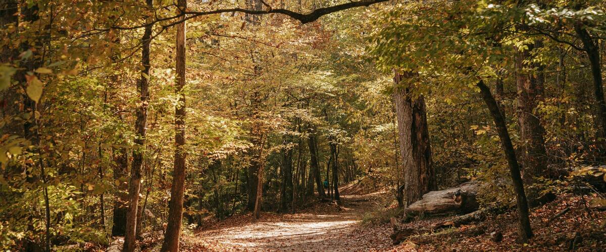 A forest path with trees and fallen leaves.