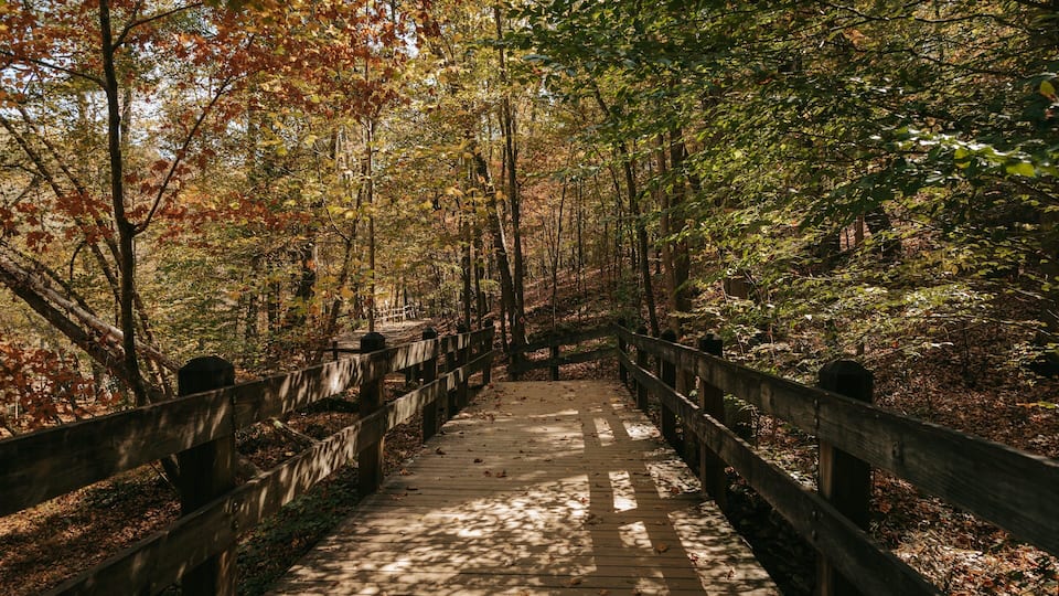 A wooden boardwalk through a forest with autumn foliage.