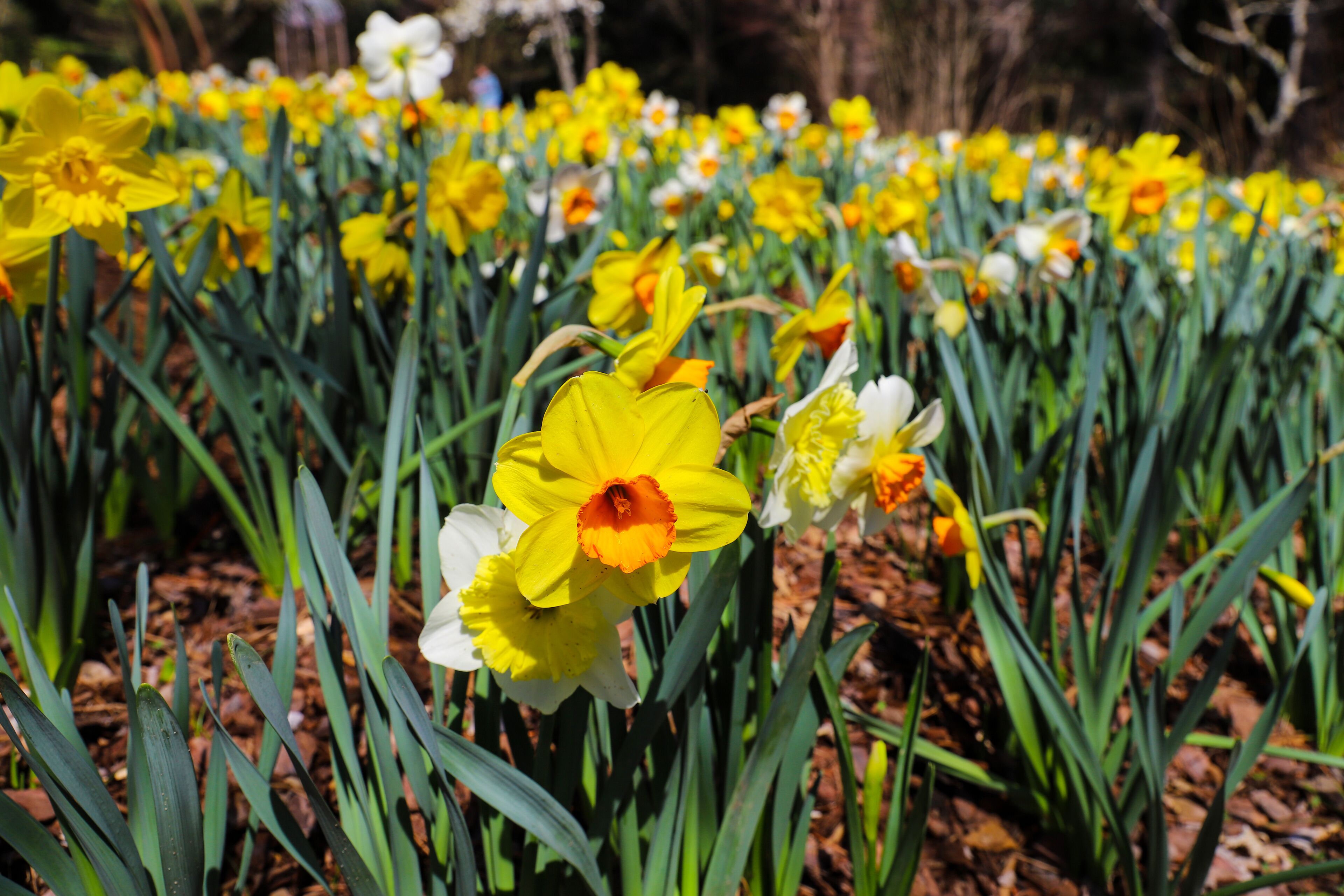 gorgeous yellow, orange and white daffodils flowers in the garden surrounded by lush green leaves and bare winter trees at Smith-Gilbert Gardens in Kennesaw Georgia USA