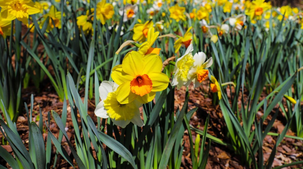 Smith Gilbert Gardens