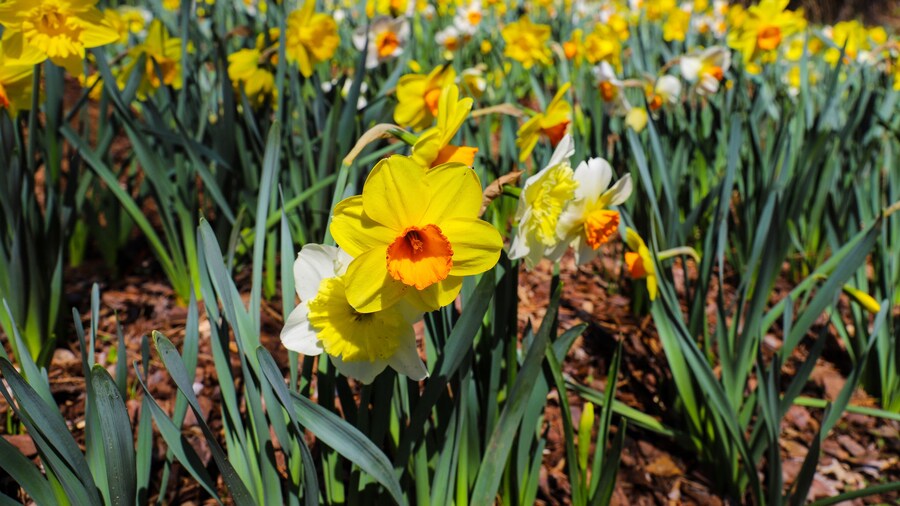 史密斯吉爾伯特花園
