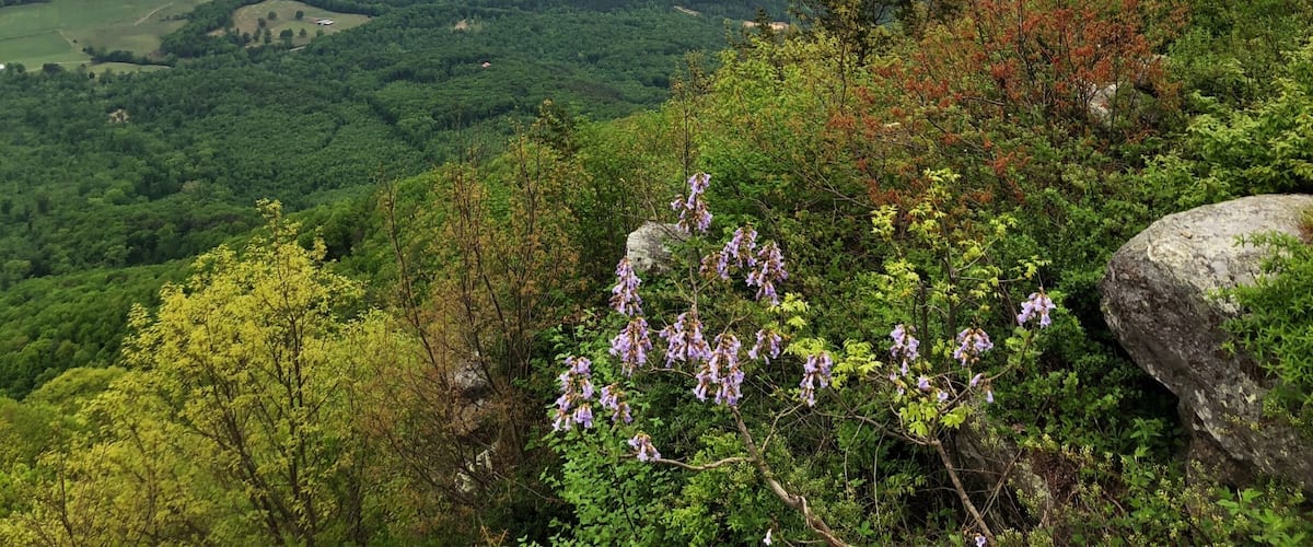 Nice overlook on Fort Mountain Spring is in full season.
