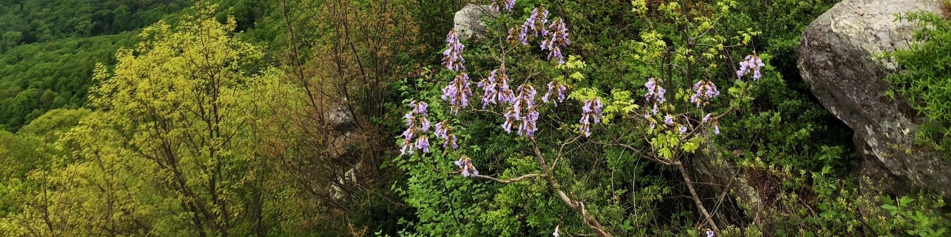 Nice overlook on Fort Mountain Spring is in full season.