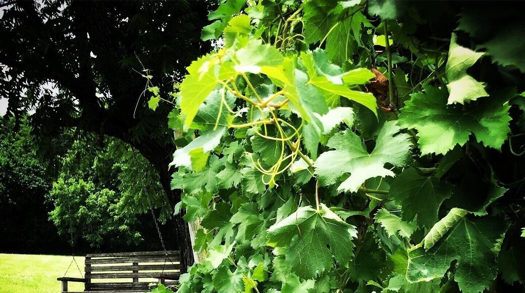 Arrington Vineyards. A little piece of heaven.