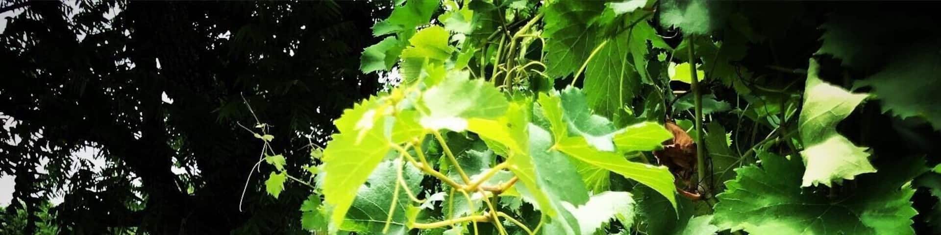 Arrington Vineyards. A little piece of heaven.