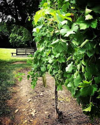 Arrington Vineyards. A little piece of heaven.