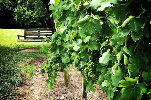 Arrington Vineyards. A little piece of heaven.