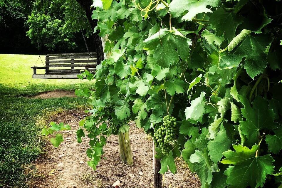 A vineyard with a bench in the background.