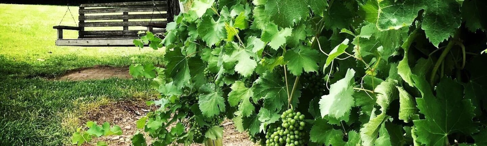 Arrington Vineyards. A little piece of heaven.