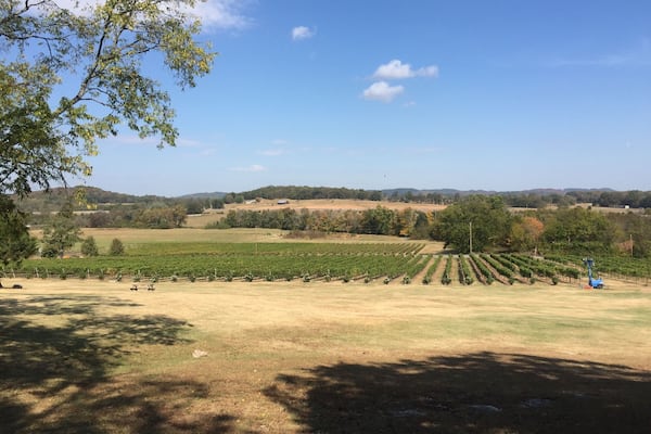 Great wine, walking trails. Fun for a picnic!!