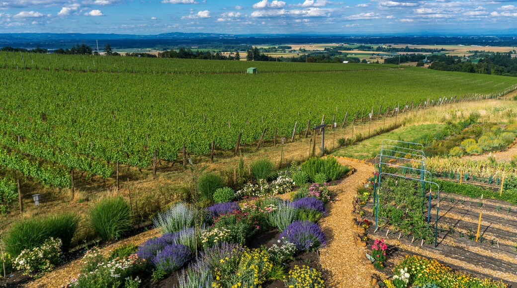 Brooks Wines, Amity, Willamette Valley, Oregon, USA