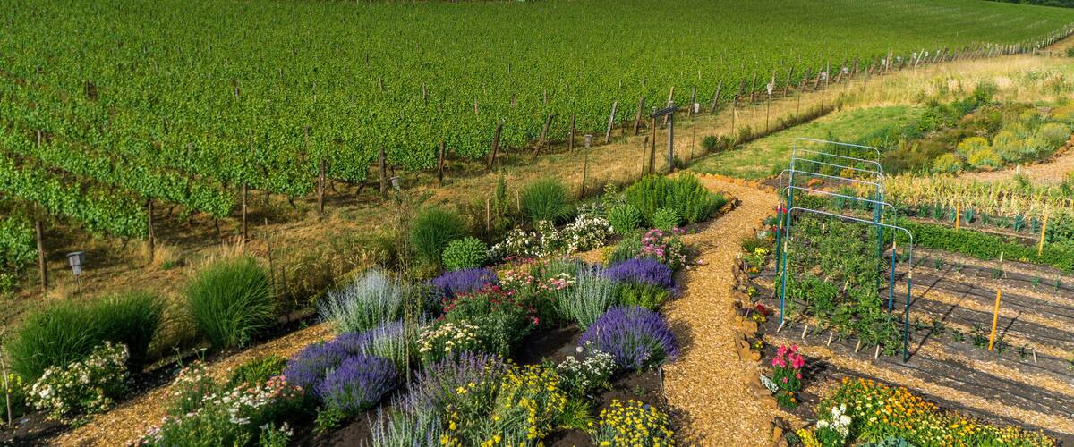 Brooks Wines, Amity, Willamette Valley, Oregon, USA