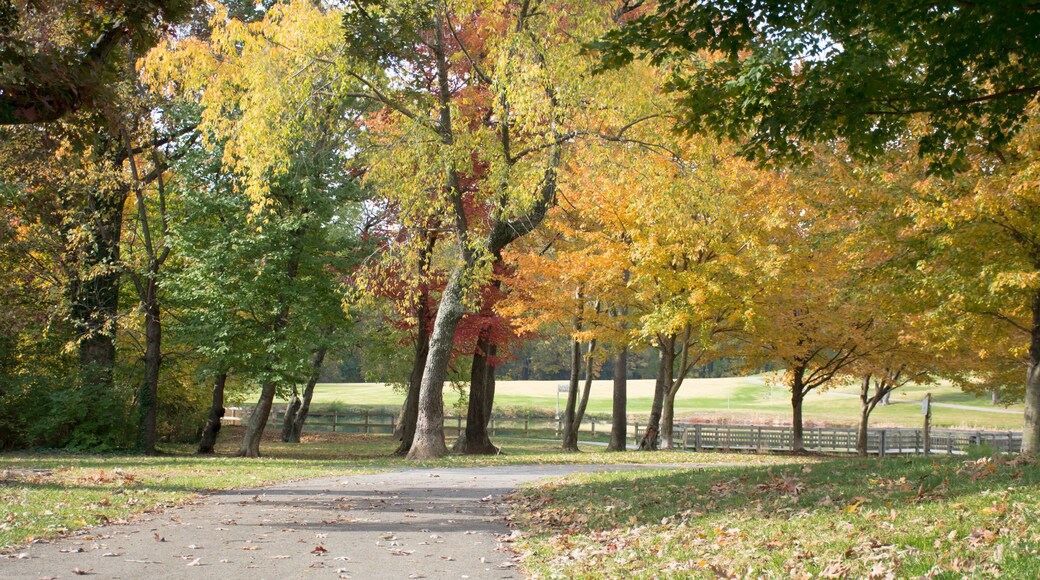 ウィルズ・パーク