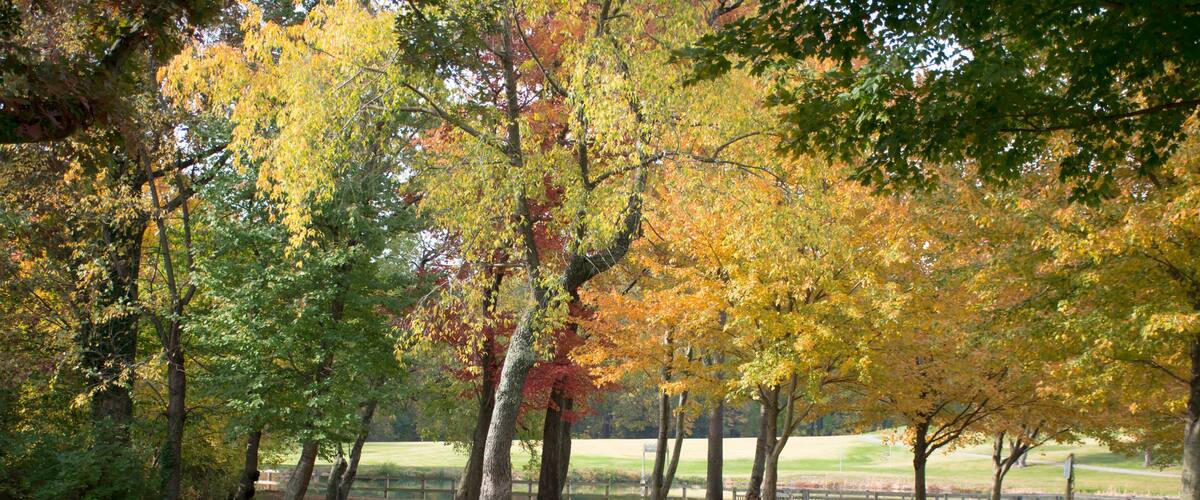 The close we are to the end, the clear we can see the beauty of Autumn will reveal