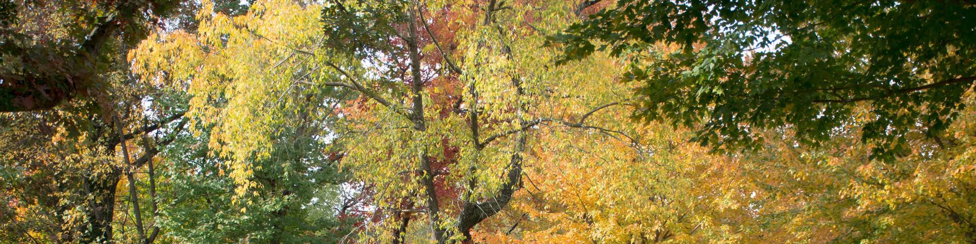 The close we are to the end, the clear we can see the beauty of Autumn will reveal