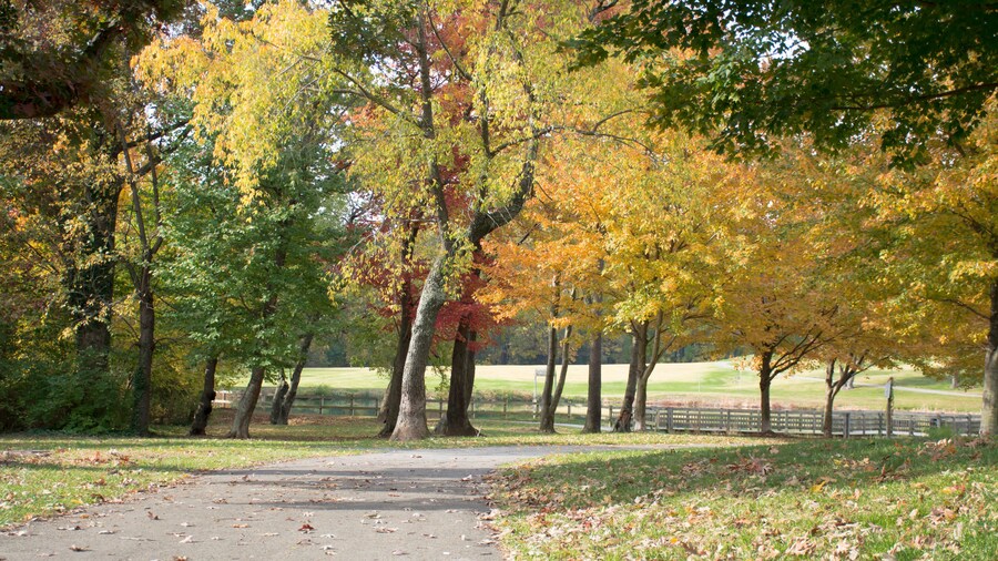 The close we are to the end, the clear we can see the beauty of Autumn will reveal