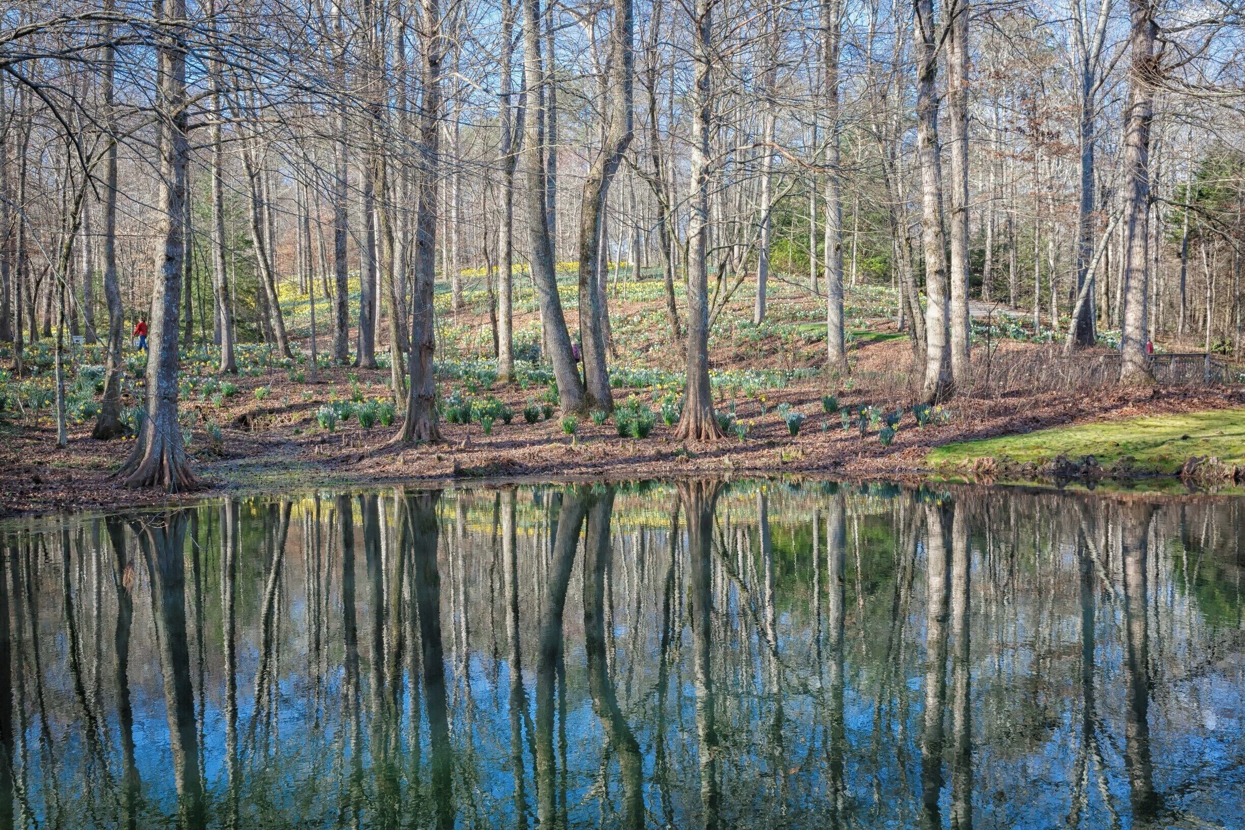 I love the reflections of the trees in the pond with the daffodils in the background on a quiet early spring morning in February. 