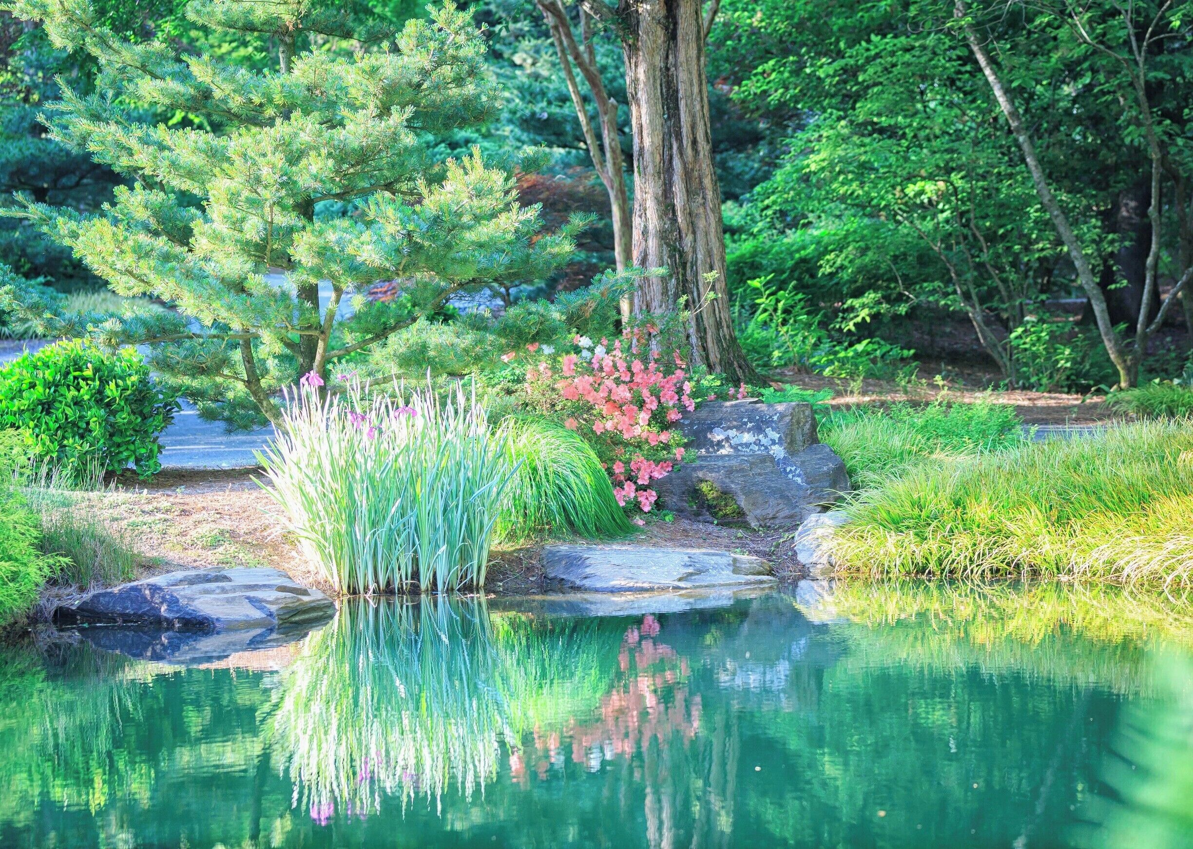 A late afternoon shot in May in the Japanese garden. 