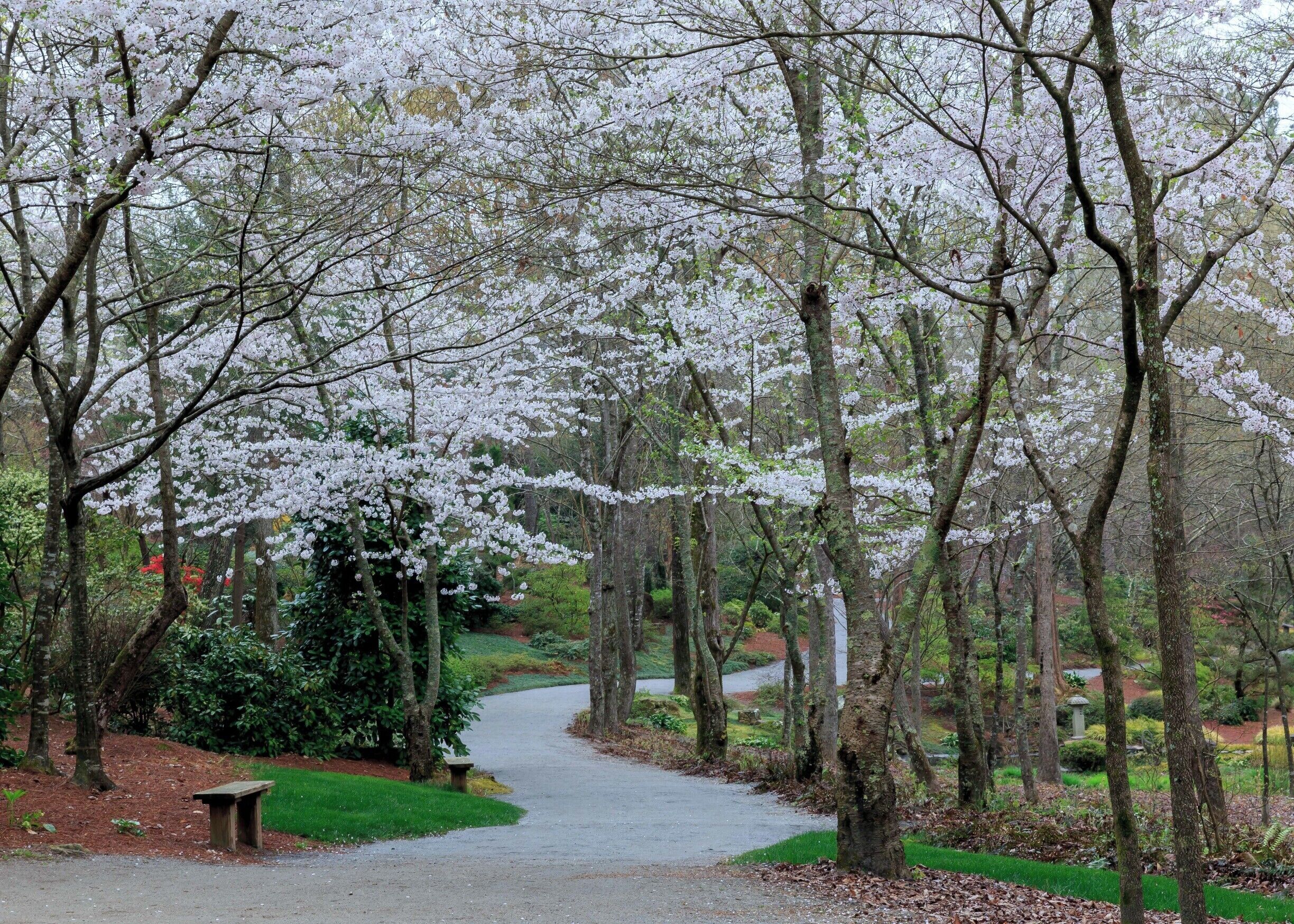 Spring at the gardens with the cherry trees in bloom.  