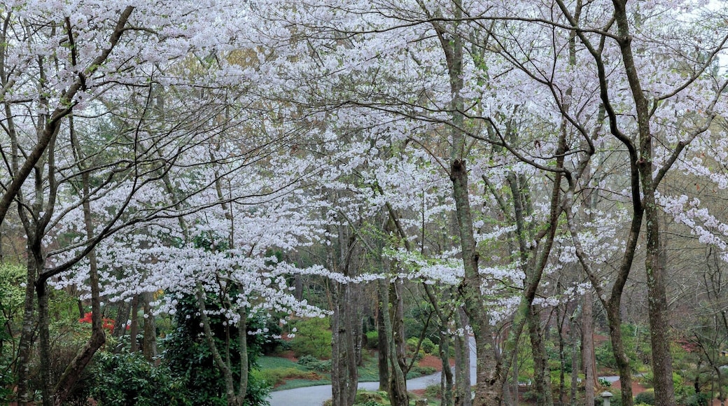 Spring at the gardens with the cherry trees in bloom.