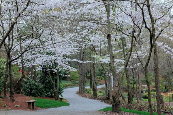 Ein Park mit Kiesweg, Kirschblütenbäumen und einer hölzernen Bank.