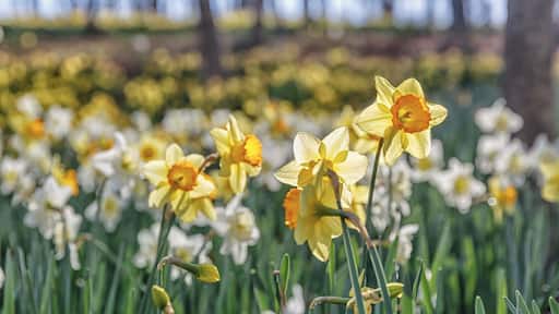 Fields of daffodils in early spring. Gibbs Gardens has 20 million daffodils blooming at the same time.