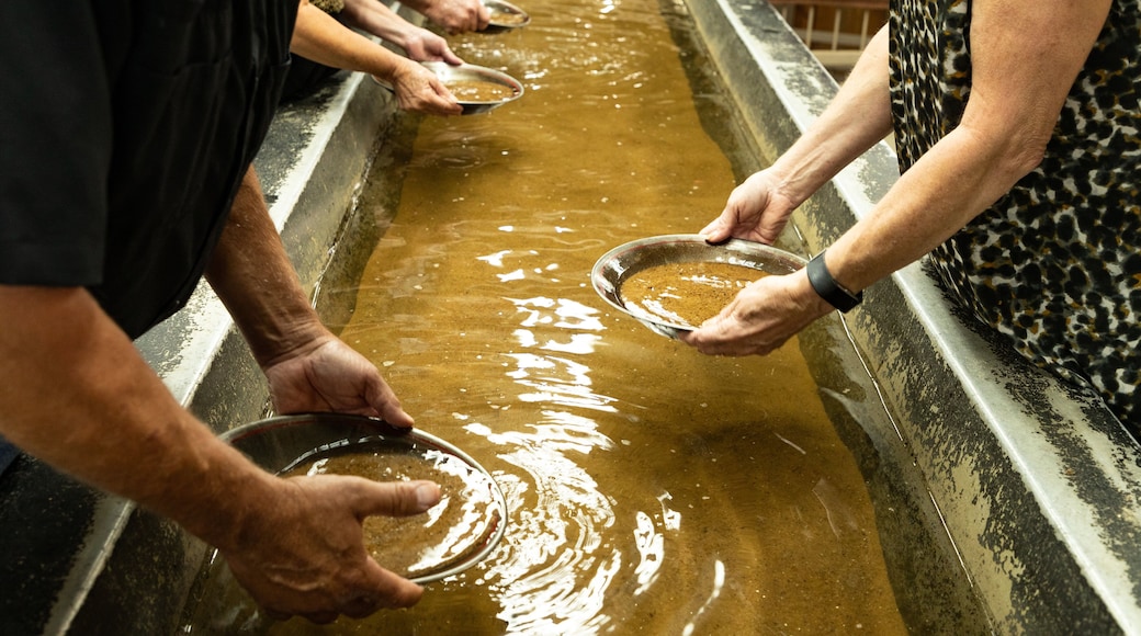 Consolidated Gold Mine