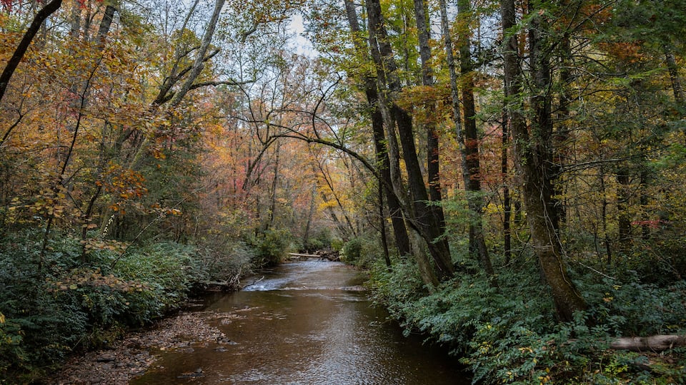 A forest stream surrounded by autumn-colored trees.